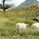 Bulletin de surveillance pastorale sur le Niger – Octobre-Novembre 2022