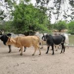 Bulletin de surveillance pastorale de la zone agropastorale du Ferlo (Sénégal) – Octobre-Novembre 2022