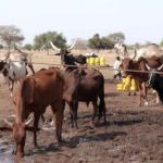 Bulletin de surveillance pastorale sur le Niger – Décembre 2022-Janvier 2023
