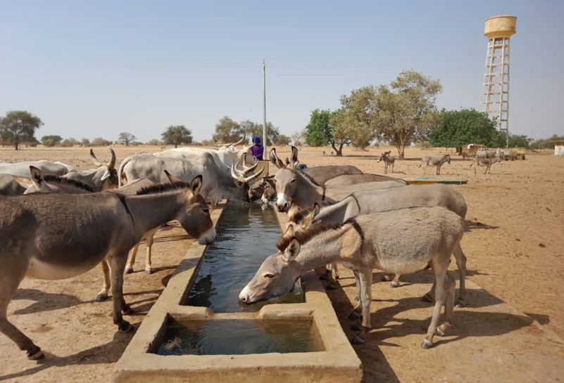 Bulletin de surveillance pastorale de la zone agropastorale du Ferlo (Sénégal) – Décembre 2022-Janvier 2023