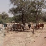 Bulletin de Surveillance Pastorale de la Mauritanie Décembre 2022 - Janvier 2023