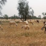 Rapport d’analyse du stock de végétation en saison sèche 2023 sur le Sénégal