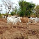 Bulletin de surveillance pastorale sur le Burkina Faso – Février - Mars 2023