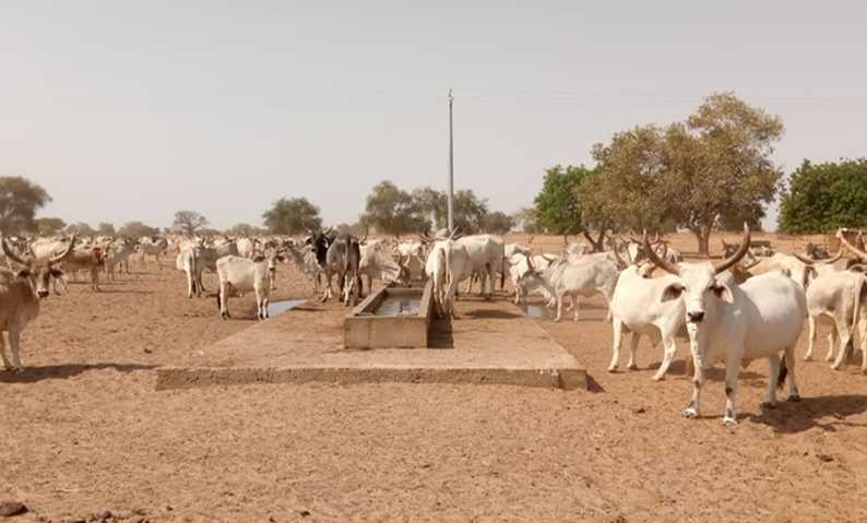 Bulletin de surveillance pastorale de la zone agropastorale du Ferlo (Sénégal) – Février-Mars 2023