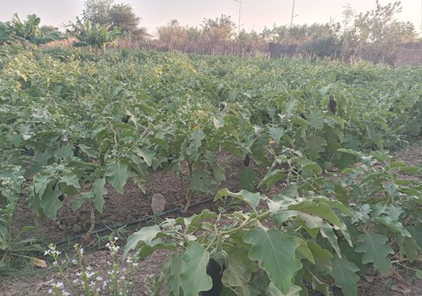 Bulletin trimestriel d’informations sur la Sécurité Alimentaire et Nutritionnelle de la Wilaya de Hodh El Chargui , Décembre 2022 - Janvier-Février 2023