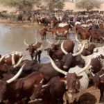 Bulletin de surveillance pastorale sur le Niger – Février-Mars 2023