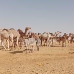Bulletin bimestriel de la surveillance pastorale au Sahel Février-Mars 2023