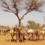 Bulletin bimestriel sur la veille informative et d’alerte sur les conditions des ménages pastoraux et agro-pastoraux – Janvier-Février 2023