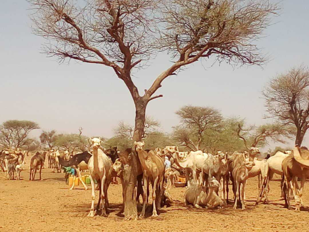 Bulletin bimestriel sur la veille informative et d’alerte sur les conditions des ménages pastoraux et agro-pastoraux – Janvier-Février 2023