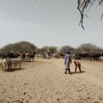 Bulletin de surveillance pastorale sur le Niger – Avril-Mai 2023