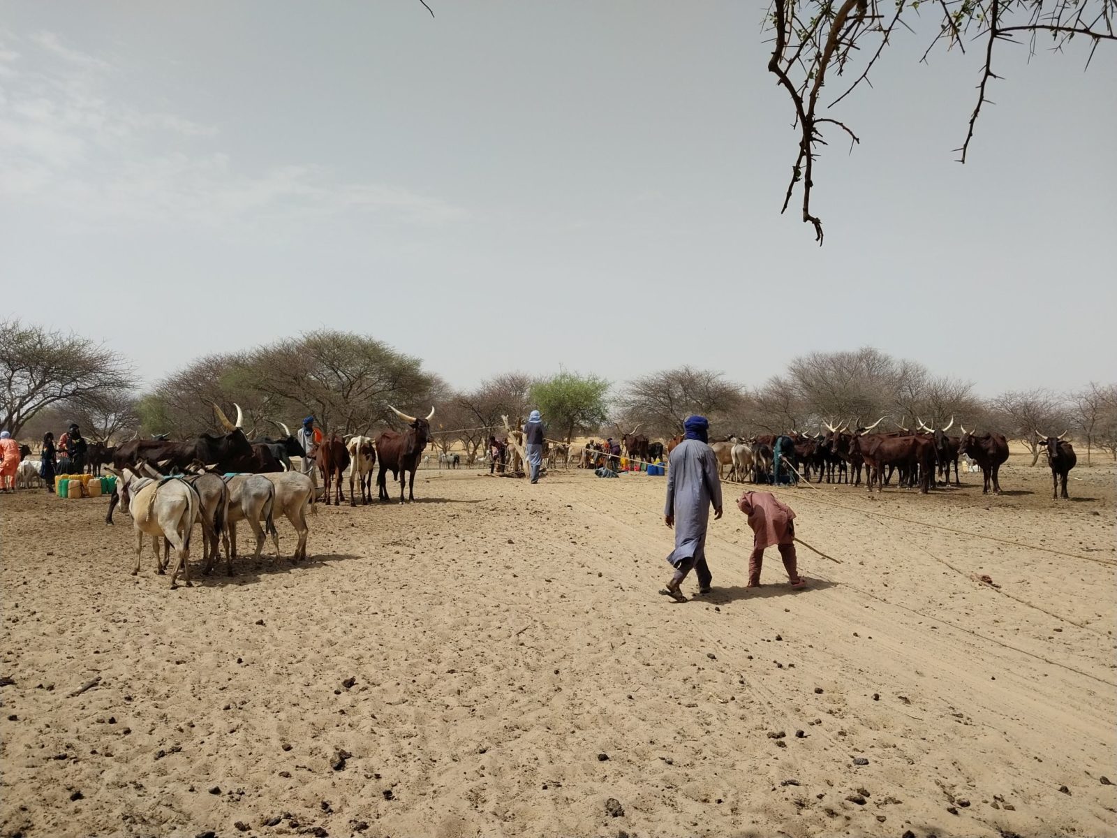 Bulletin de surveillance pastorale sur le Niger – Avril-Mai 2023