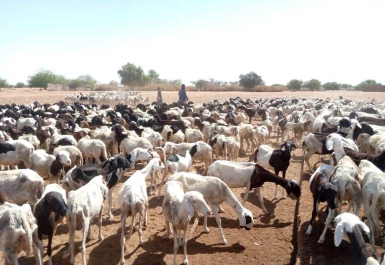 Bulletin de surveillance pastorale de la zone agropastorale du Ferlo (Sénégal) – Avril-Mai 2023