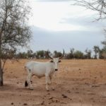 Bulletin bimestriel de la surveillance pastorale sur le Sahel Avril-Mai 2023