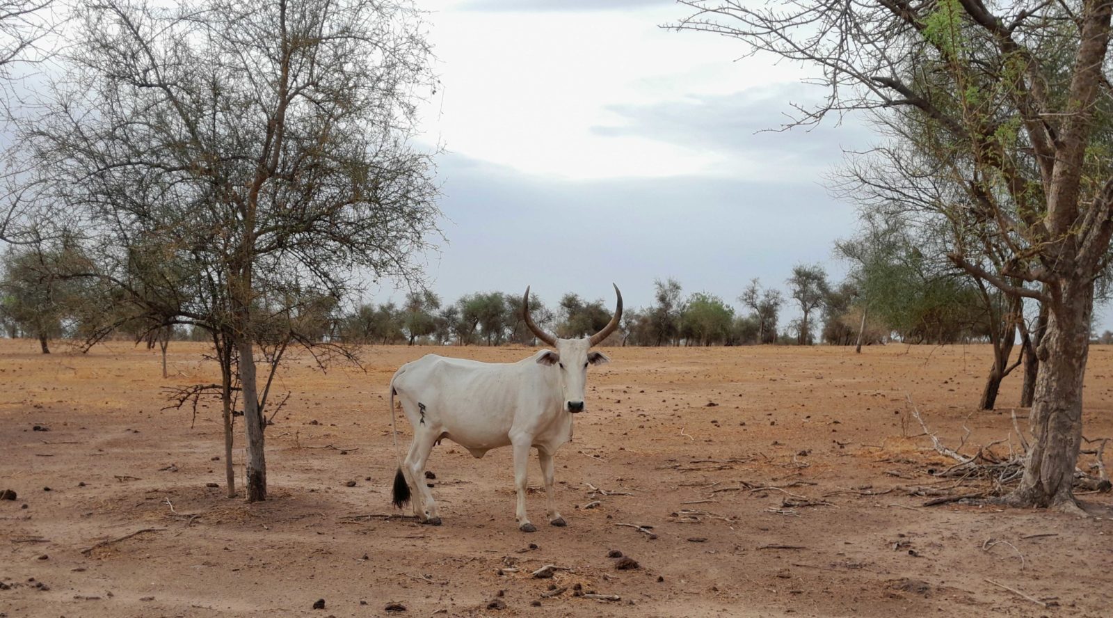 Bulletin bimestriel de la surveillance pastorale sur le Sahel Avril-Mai 2023