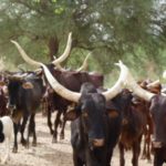 Bulletin de surveillance pastorale sur le Niger – Juin-Juillet 2023