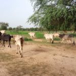 Bulletin de surveillance pastorale de la zone agropastorale du Ferlo au Sénégal – Juin-Juillet 2023