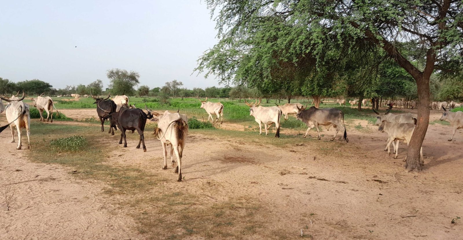 Bulletin de surveillance pastorale de la zone agropastorale du Ferlo au Sénégal – Juin-Juillet 2023