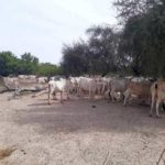 Bulletin bimestriel sur la veille informative et d’alerte sur les conditions des ménages pastoraux et agro-pastoraux – Mars-Avril 2023