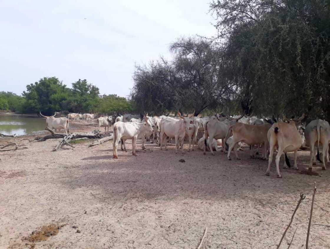 Bulletin bimestriel sur la veille informative et d’alerte sur les conditions des ménages pastoraux et agro-pastoraux – Mars-Avril 2023