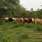 Bulletin de surveillance pastorale sur le Burkina Faso – Août-Septembre 2023