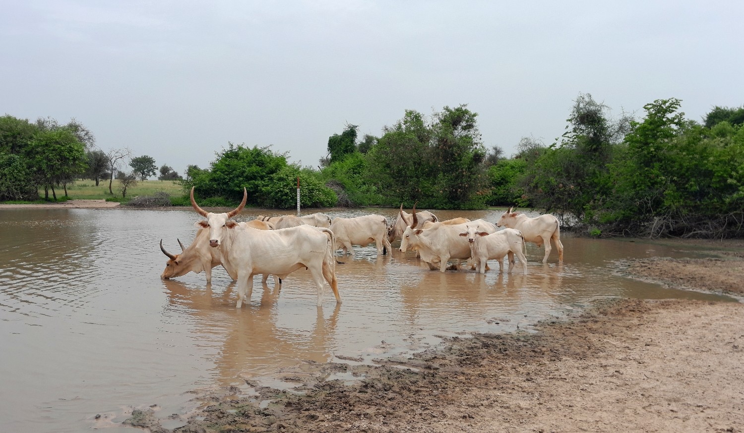 Bulletin de surveillance pastorale de la zone agropastorale du Ferlo au Sénégal – Août-Septembre 2023