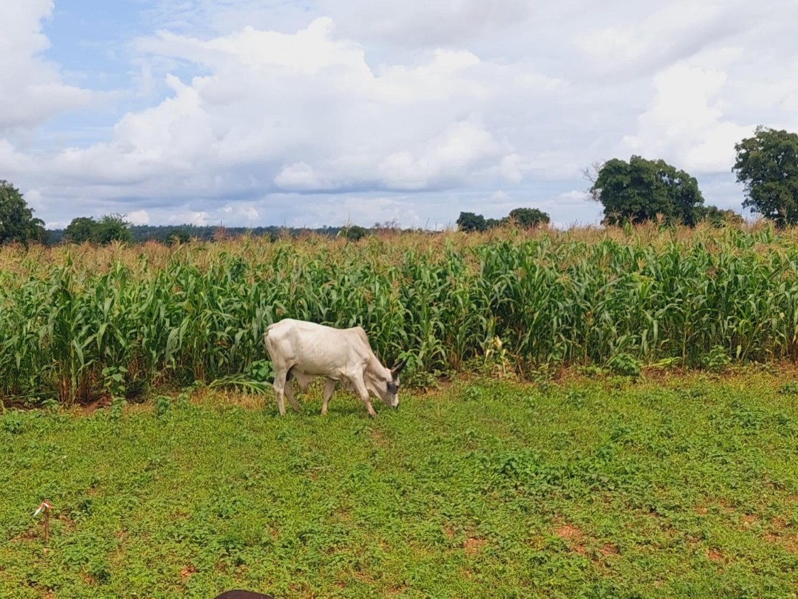 Bulletin bimestriel sur la veille informative et d’alerte sur les conditions des ménages pastoraux et agro-pastoraux – Juillet-Août 2023