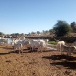 Bulletin de Surveillance Pastorale de la Mauritanie – Octobre-Novembre 2023