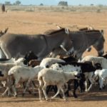 Bulletin de surveillance pastorale sur le Niger – Octobre-Novembre 2023