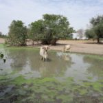 Bulletin bimestriel de la surveillance pastorale sur le Sahel Octobre-Novembre 2023
