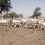 Bulletin de Surveillance Pastorale de la Mauritanie – Décembre 2023 - Janvier 2024