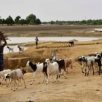 Bulletin de surveillance pastorale sur le Niger – Décembre 2023 - Janvier 2024