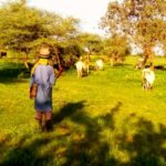 Bulletin bimestriel sur la veille informative et d’alerte sur les conditions des ménages pastoraux et agro-pastoraux – Novembre-Décembre 2023