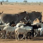 Bulletin de surveillance pastorale sur le Mali – Février-Mars 2024