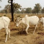 Bulletin de surveillance pastorale sur le Burkina Faso – Février-Mars 2024