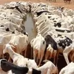 Bulletin de Surveillance Pastorale de la Mauritanie – Février-Mars 2024