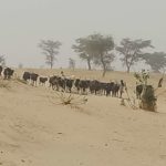 Bulletin bimestriel de la surveillance pastorale sur le Sahel Février-Mars 2024
