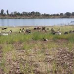 Bulletin de Surveillance Pastorale de la Mauritanie – Avril-Mai 2024