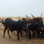 Bulletin de surveillance pastorale sur le Niger – Avril-Mai 2024