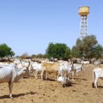 Bulletin bimestriel de la surveillance pastorale sur le Sahel Juin-Juillet 2024