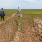 Surveillance agricole à Tombouctou et Youwarou au Mali – Saison 2024-2025