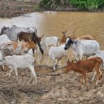 Rapport d’analyse de production de biomasse en 2024 sur le nord de la Côte d'Ivoire