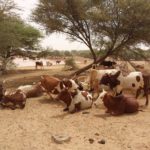 Bulletin bimestriel de la surveillance pastorale sur le Sahel Août-Septembre 2024