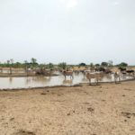 Bulletin bimestriel de la surveillance pastorale sur le Sahel Octobre-Novembre 2024