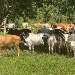 Bulletin de surveillance pastorale sur la région nord de la Côte d'Ivoire – Octobre-Novembre 2024