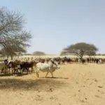 Bulletin de Surveillance Pastorale de la Mauritanie – Février-Mars 2025