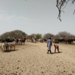 Bulletin de surveillance pastorale sur le Niger – Février - Mars 2025