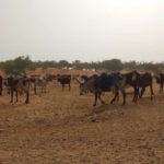 Bulletin de surveillance pastorale sur la région nord de la Côte d’Ivoire – Février–Mars 2025