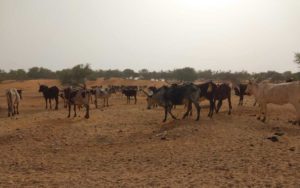 Bulletin de surveillance pastorale sur la région nord de la Côte d’Ivoire – Février–Mars 2025