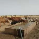 Bulletin de Surveillance Pastorale de la Mauritanie – Avril-Mai 2025
