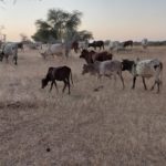 Bulletin bimestriel de la surveillance pastorale sur le Sahel Février-Mars 2025